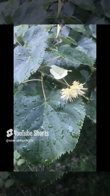 Ленобласть. Хвойное. 06.07.2024. Растение- цветущая липа