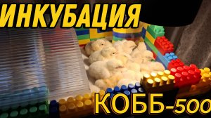 Бройлер Кобб-500