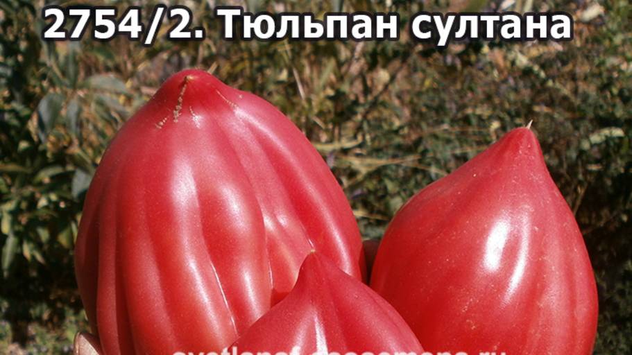 Шикарные сорта томатов селекции Софии Сааковой смотреть онлайн