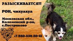 Пропала собака! РОН, чихуахуа. Московская обл., Коломенский р-н, с.Пестриково.