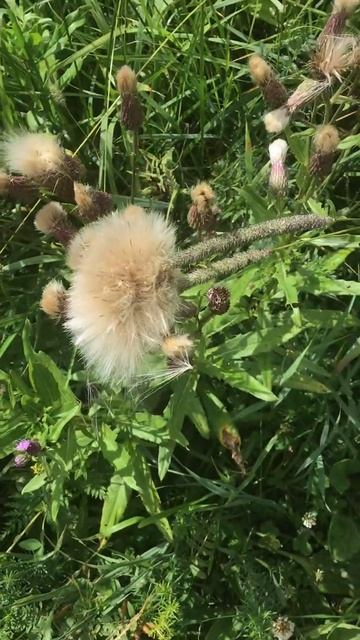 Ленобласть. Хвойное. 06.07.2024. Растение-семена бодяка