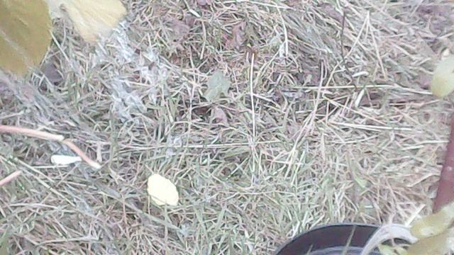 Полив саженцев ЗКС - фрагмент.