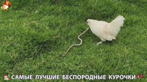 Цыплята и Курочки селяночки лучшие беспородные несушки 🥚 (355)