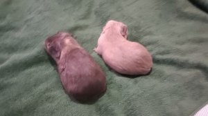 Морские свинки