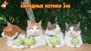 Нарядные Котики расслабляются на солнышке 🌞 🐈🐈🐈 (340)