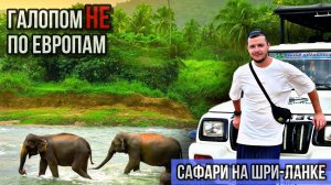 Галопом НЕ по Европам - САФАРИ НА ШРИ-ЛАНКЕ