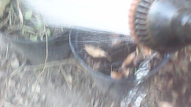 Полив саженцев ЗКС