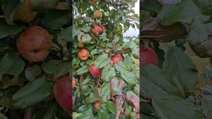 Хани Крисп (Hony Crisp)  в ЛенОбласти 2025.