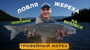 Ловля ТРОФЕЙНОГО жереха на спиннинг осенью с плотины на всплеск. Приманка пилькер, стикбейт, волкер