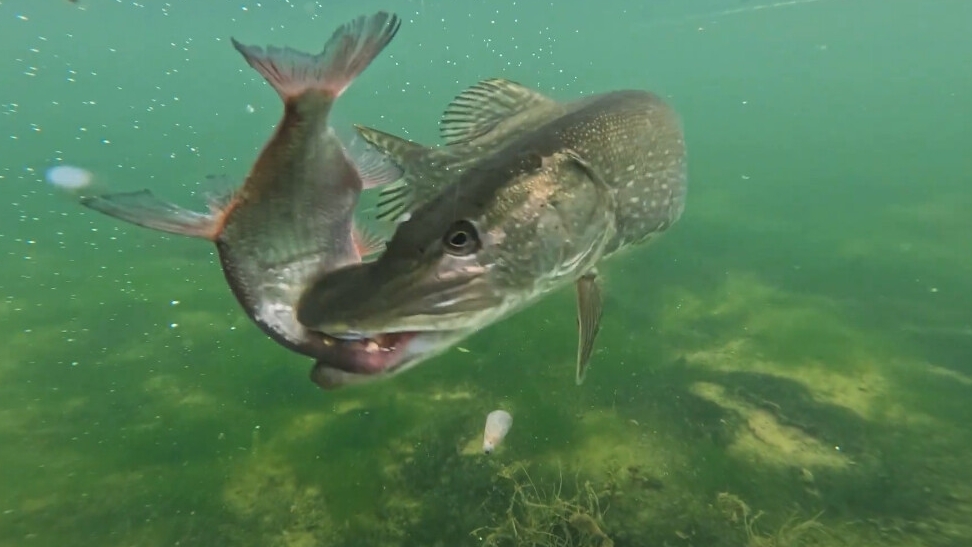 Потрясающие АТАКИ ЩУКИ, снятые под ВОДОЙ 🐠🐋🐟