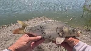 Через камыши ловить карася на дикой реке.