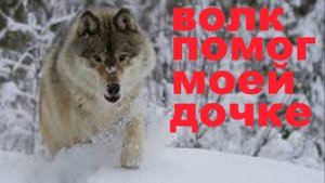 Волк мчался в посёлок за помощью.