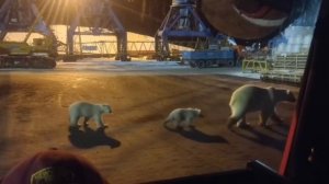 Мишки на севере