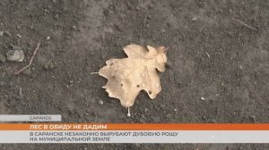 В Саранске незаконно вырубают дубовую рощу на муниципальной земле