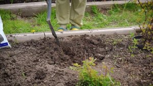 Сад мечты. Выпуск 26