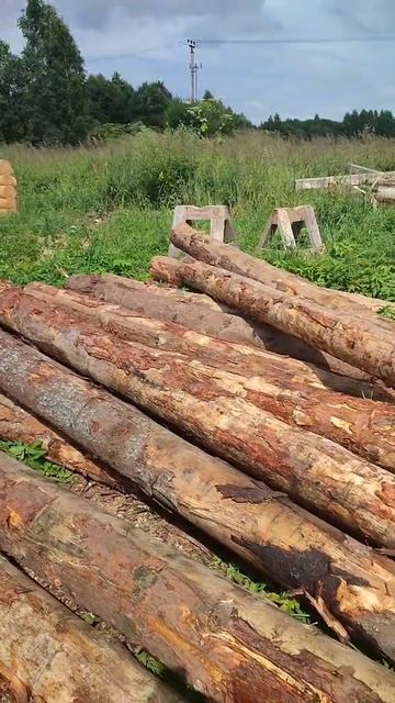 я в шке от привезенного леса