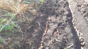 Лук сажаю под зиму на раннюю зелень