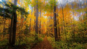 🍂 Расслабляющая осенняя прогулка в парке | Тропа среди осенней листвы