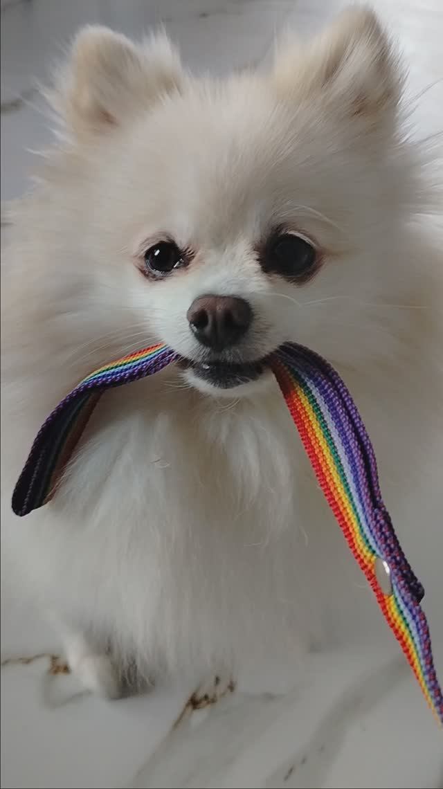 Собаки попрыгаки смотреть онлайн