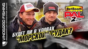 BetBoom PAL 2025 |  Будет ли в уловах "морской" судак?