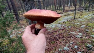 Закрыли грибной сезон.