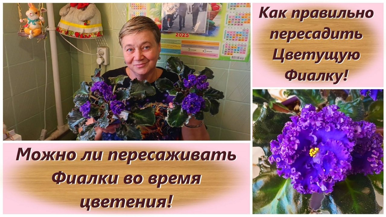 Как правильно пересадить Цветущую Фиалку! Можно ли пересаживать Фиалки во время цветения!