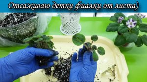 Отсаживаю детки фиалки от листа 🍃 Видео с моего ТГ канала)