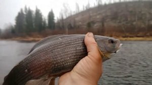 Хариус на фоне тайги Это ЭПИЗОД из Фильма Ссылка На фильм В Описании