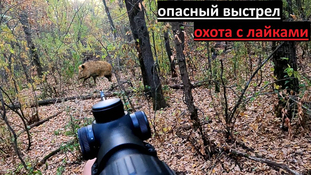 открытие загонной охотаы 2025 смотреть онлайн