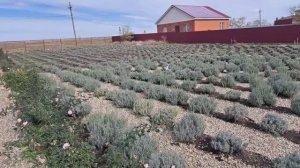 Лавандовое поле в октябре