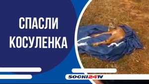 Госинспекторы Сочинского нацпарка спасли косуленка