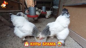 Куры Брама с лохматыми лапами прекрасные несушки (63)