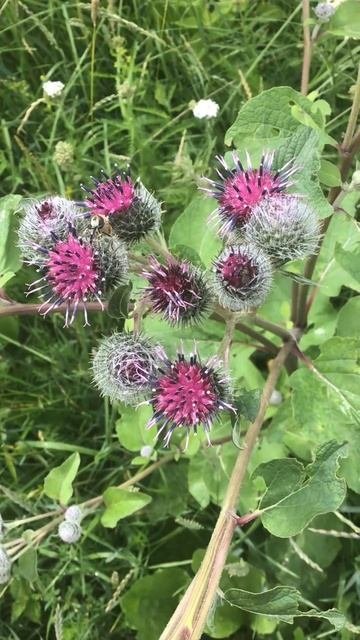 Ленобласть. Хвойное. 06.07.2024. Растение-Соцветие лопуха (репейника)