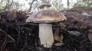 Как растут грибы. Белый гриб.