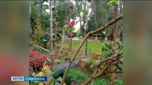На Ставрополье в середине октября зацвела сирень