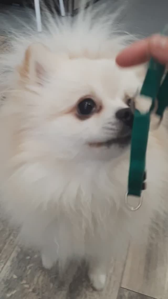 Неси, "гулять"! смотреть онлайн