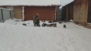 Щенки Западно-Сибирской лайки