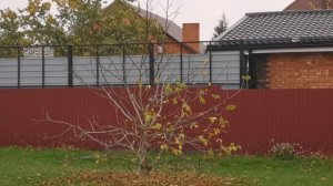 Грецкий орех опадают листья, почти все. Октябрь