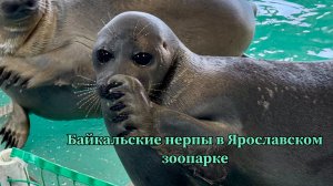 Экспозиция «Байкальская нерпа» в Ярославском зоопарке