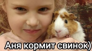 Аня кормит свинок) морские свинки