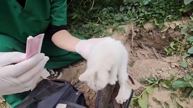 50 Героев, Которые Спасли Жизни Животных смотреть онлайн