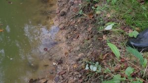 ВОТ ЧТО СЛУЧИЛОСЬ С ПРУДОМ В ЛЕСУ ЗА ТРИ МЕСЯЦА? СВОЙ ВОДОЕМ С РАКАМИ и РЫБОЙ | ТАЕЖНЫЙ ДВОР