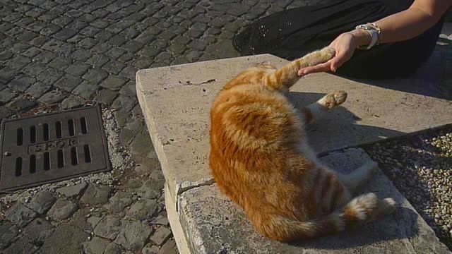 Жирный кот в Риме.