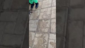 я нашёл двух котов один сыночек другой мама