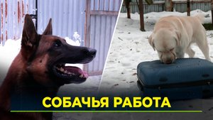 Ямальские собаки-спасатели вошли в тройку лучших по стране на всероссийском чемпионате МВД