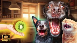 До СЛЁЗ Смешные Питомцы 😱 Смешные животные! Нелепые ситуации с животными! Угарные Коты и Собаки 202