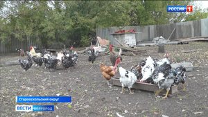 Благодаря соцконтракту жительница Старооскольского округа создала небольшую птицеферму