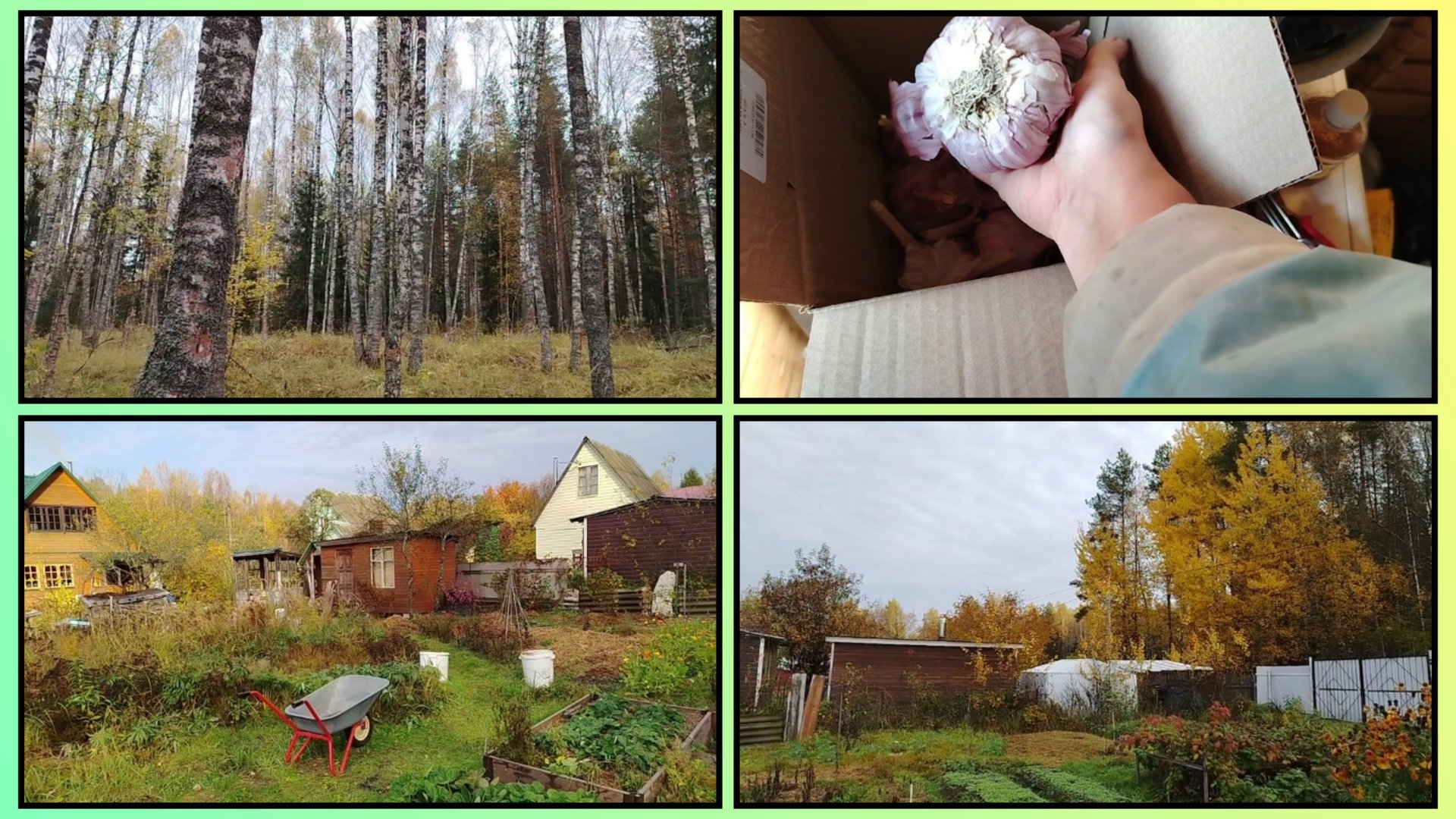 40/2025 ПОШЛИ ЗА ГРИБАМИ, А НАБРАЛИ... ЗАКАЗАЛА ЧЕСНОК НА WB, ГРЯДКИ ДЛЯ ОЗИМЫХ ПОСАДОК