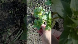 15 октября. Просто хороший день.