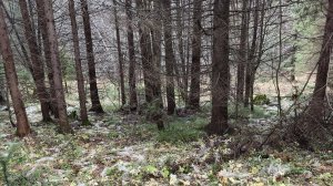 15 октября, Пермский лес. Фиолетовая рядовка и другие грибы.